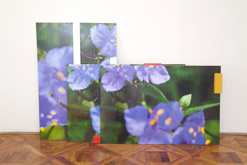 SPIDERWORTS, 2010, photograph and enamel on blocks of wood, on plywood, 171 x 109 x 9.5 cm