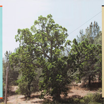 OAK, 2010, acrylic enamel on archival inkjet print on stretched linen, 84 x 85 inches